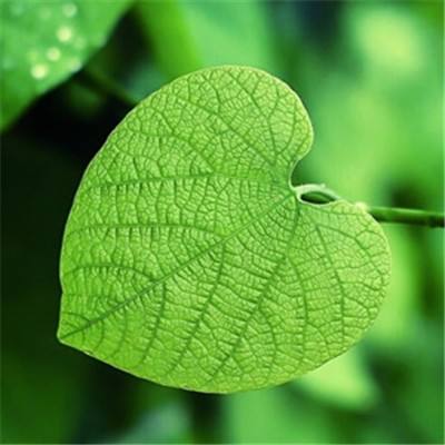 今期澳门三肖三码开一码下载手机版